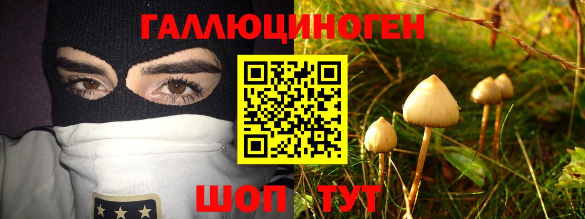 Тимашёвск  Псилоцибиновые грибы Cubensis  Вход с VPN 